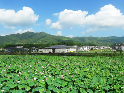 上杭才溪红军公田