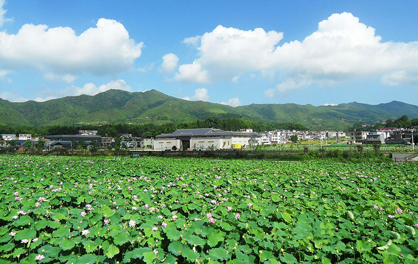 红军公田.jpg